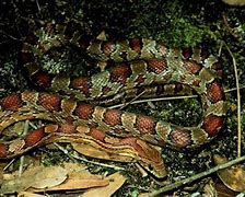 Image result for Corn Snake Arkansas