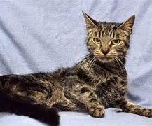 Image result for Cat Kidney Disease Symptoms