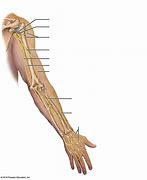 Image result for Brachial Plexus Posterior View