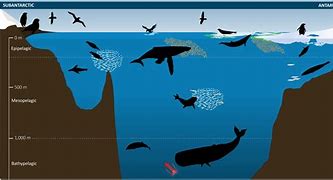 Image result for Ocean Ecosystem Animals