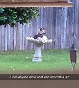 Image result for Bird Watch Meme