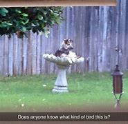 Image result for Bird Watch Meme