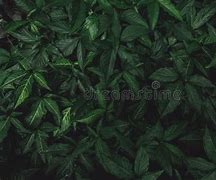 Image result for Emerald Green Forest