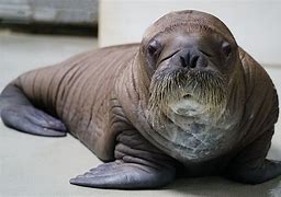 Image result for Walrus Baby Pics