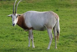 Image result for Scimitar-Horned Oryx Whipsnade