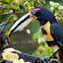 Image result for Smallest Toucan Species