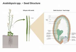 Image result for Arabidopsis Seeds