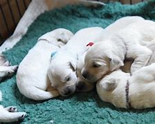 Image result for 2 Week Old Huskies