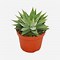 Image result for Kinds of Aloe Vera Plants