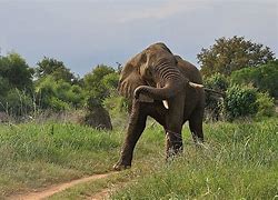 Image result for Dangerous African Animals