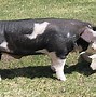 Image result for Large White Swine