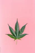 Image result for Pink Marijuana Leaf Design