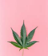 Image result for Pink Marijuana Leaf Katana