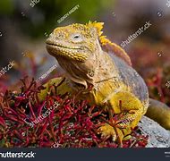 Image result for Galapagos Land Iguana