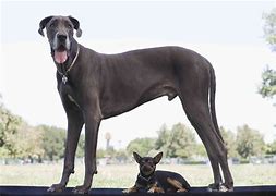 Image result for Large Pet Dogs