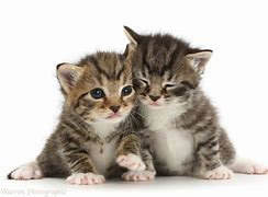 Image result for Tabby Cat Kitten