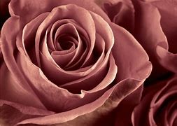 Image result for Dusty Rose Vega