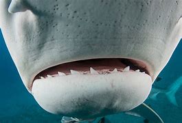 Image result for Tiger Shark Teeth Pic