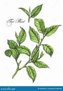 Image result for Tea Leaf Drawing