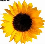 Image result for Sunflower Image Clip Art No Background