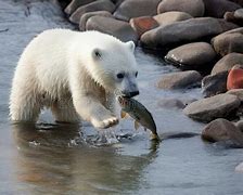 Image result for Bear with Fish