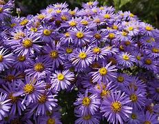 Image result for Aster Flower Plant