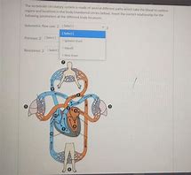 Image result for Vertebrate Circulatory System