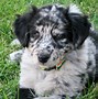 Image result for Bloodhound Australian Shepherd Mix