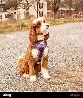 Image result for Brown and White Goldendoodle