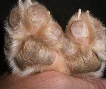 Image result for Distemper Foot Pads