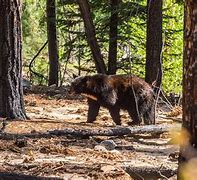 Image result for Sequoia and Kings Canyon Search and Rescue