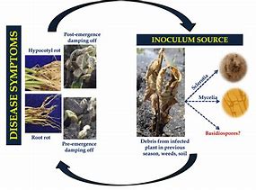 Image result for Disease Cycle of Rhizoctonia Solani