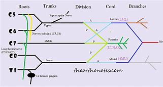 Image result for Flow Chart of Brachial Plexus