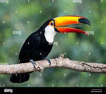 Image result for Toco Toucan Tongue