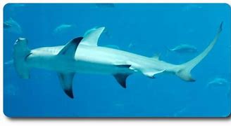 Image result for Gaint Hammerhead Shark