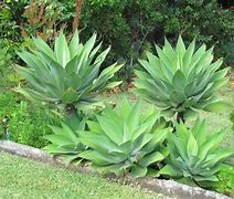 Image result for Agave Landscape Design