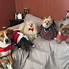 Image result for Fairy Tale Dog