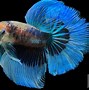 Image result for Green Betta Fish