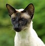 Image result for Siamese Cats Animal