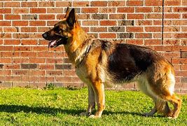 Image result for Canis Familiaris