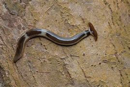 Image result for Baby Hammerhead