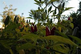 Image result for Chilli Plantation