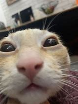 Image result for Adorable Cat PFP