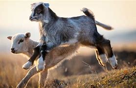 Image result for Goat Babies