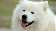 Image result for White Puffy Doggo