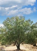 Image result for Olive Tree Marzilla