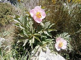 Image result for Flowers Walking with Feet