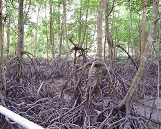 Image result for Akar Pokok Jagung