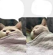 Image result for Cat Nap Meme