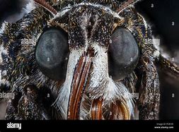 Image result for Moth Face Side Profile